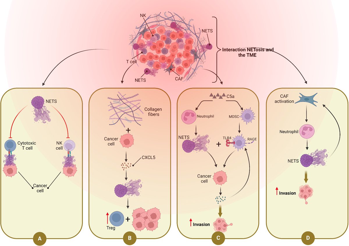 JPBY_official's tweet image. Interplay between NETosis and the lncRNA-microRNA regulatory axis in the immunopathogenesis of cancer   rdcu.be/eI55O
#NETosis #miRNA #lncRNA #Cancer #Immunopathogenesis