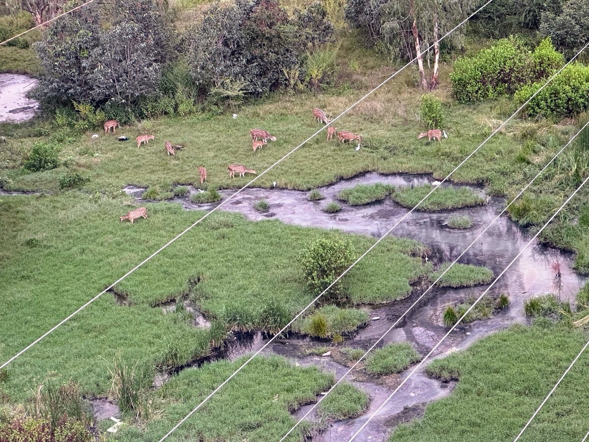 oneshreddy's tweet photo. 5 months after raising this, untreated drainage from Navodaya Colony, Nallagandla still flows into HCU land, where deer continue to consume it.
This poses a serious ecological risk — urgent action needed 🙏
Request @GHMCOnline @gadwalvijayainc @TelanganaCMO to kindly take action https://t.co/dRdT0hHFXL