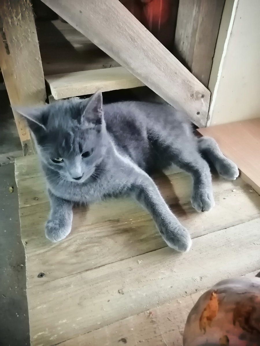 Ты сказала от мышей охранять, а Стёпа - друг, ему можно)