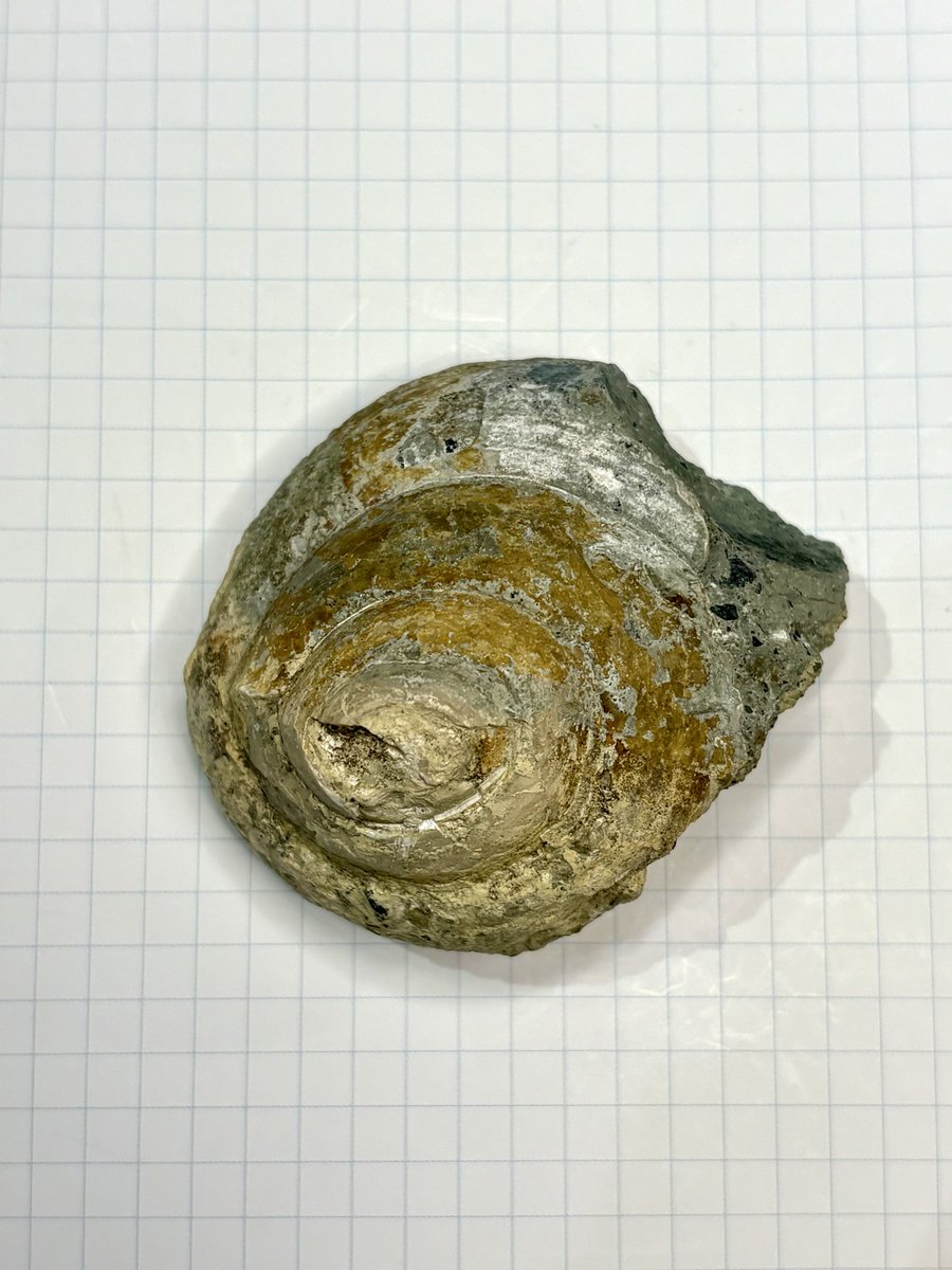 東松山市化石と自然の体験館【公式】 on X