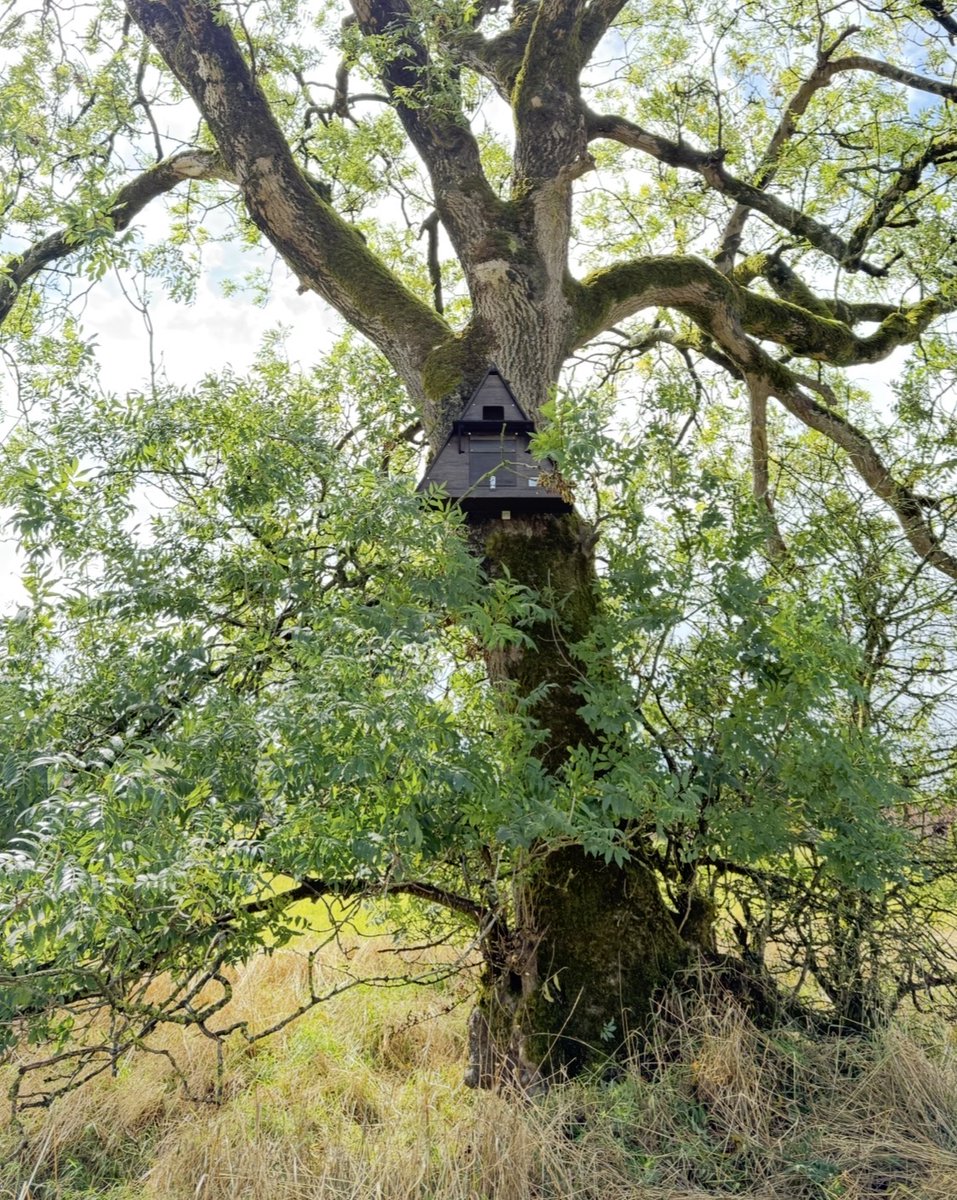 🦉 New Barn Owl Box in Somerset! A replacement was installed after Storm Amy. Support conservation: 👉 hawkandowltrust.org #BarnOwl #Conservation #SomersetLevels #Wildlife #HawkAndOwlTrust #AdoptABox #BirdsOfPrey #OwlConservation