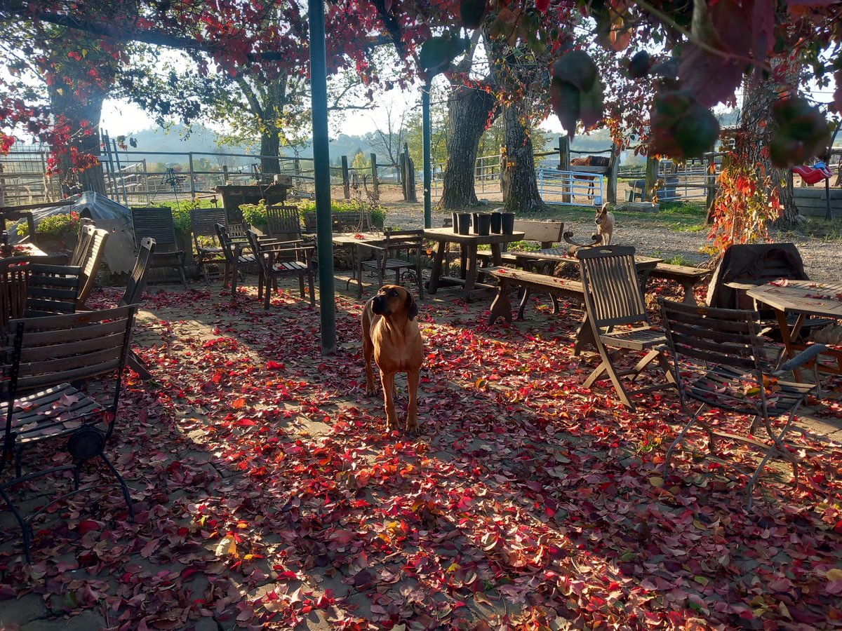 Foliage autunnale nei miei dintorni