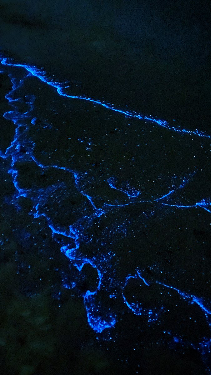 ibr74im's tweet photo. Bioluminescence 🌀 |  شاطئ البستان📍 https://t.co/irfcDMuJvI