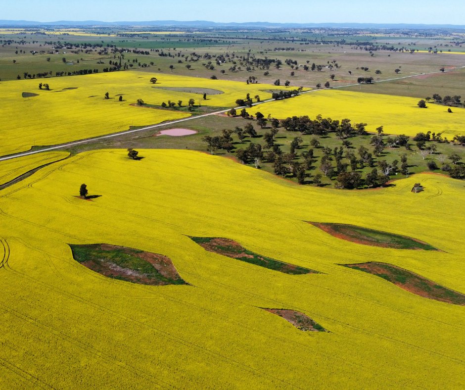 A beautiful crop of Pioneer® canola hybrid PY525GC near a STRIKE (Seed Technology Research In Key Environments) site at Parkes NSW.