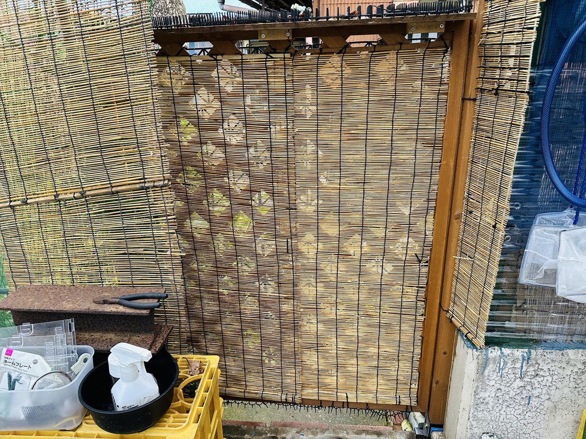風除けでヨシズ付けたり。