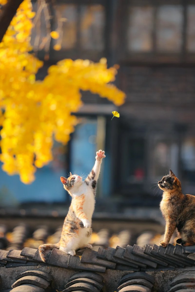 Ginkgo floats over the roof—one golden leaf dances in the breeze. A calico #kitten rears up, paws snatching the fall light.
#AutumnCatVibes #GinkgoFun #CozyKittenMoments #LifeIsBeautiful