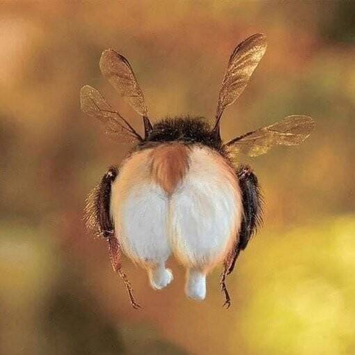 At the NASA space science center, there's a poster with bees that reads:"The aerodynamic body of a bee is not suited for flight, but it's good that the bee doesn't know this."The law of physics, the aerodynamic principle, states that the wingspan is too small to keep its massive