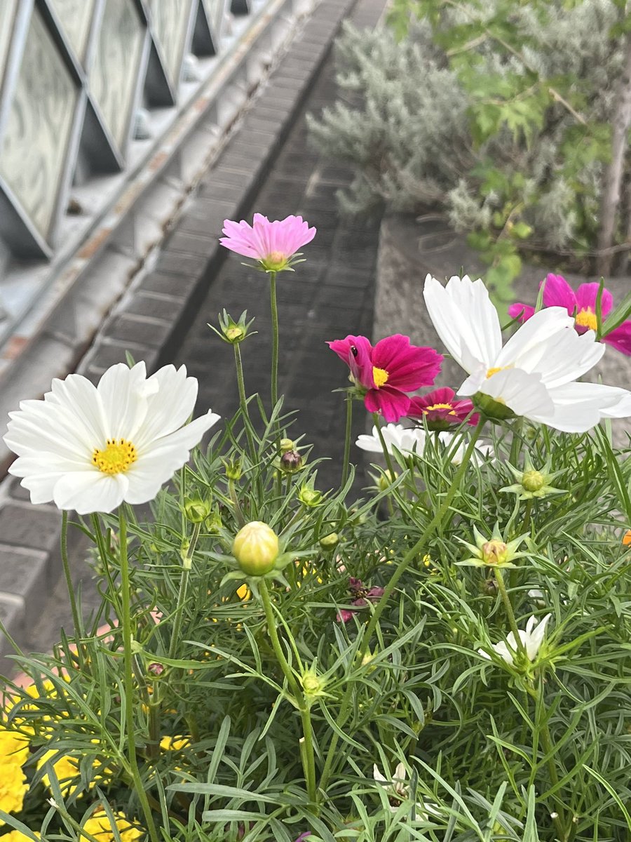 横顔も素敵な秋桜です！🌸