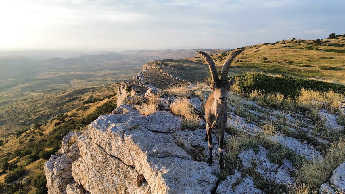 Com_Maestrazgo's tweet image. 📸 Ya tenemos ganador del premio de votación popular del concurso de fotografía de la Comarca del Maestrazgo: la fotografía “El guardián de Casa Nueva” de Francisco Bueso Pérez.

🏆 Ha obtenido 156 votos de 362 participantes (un 43%).