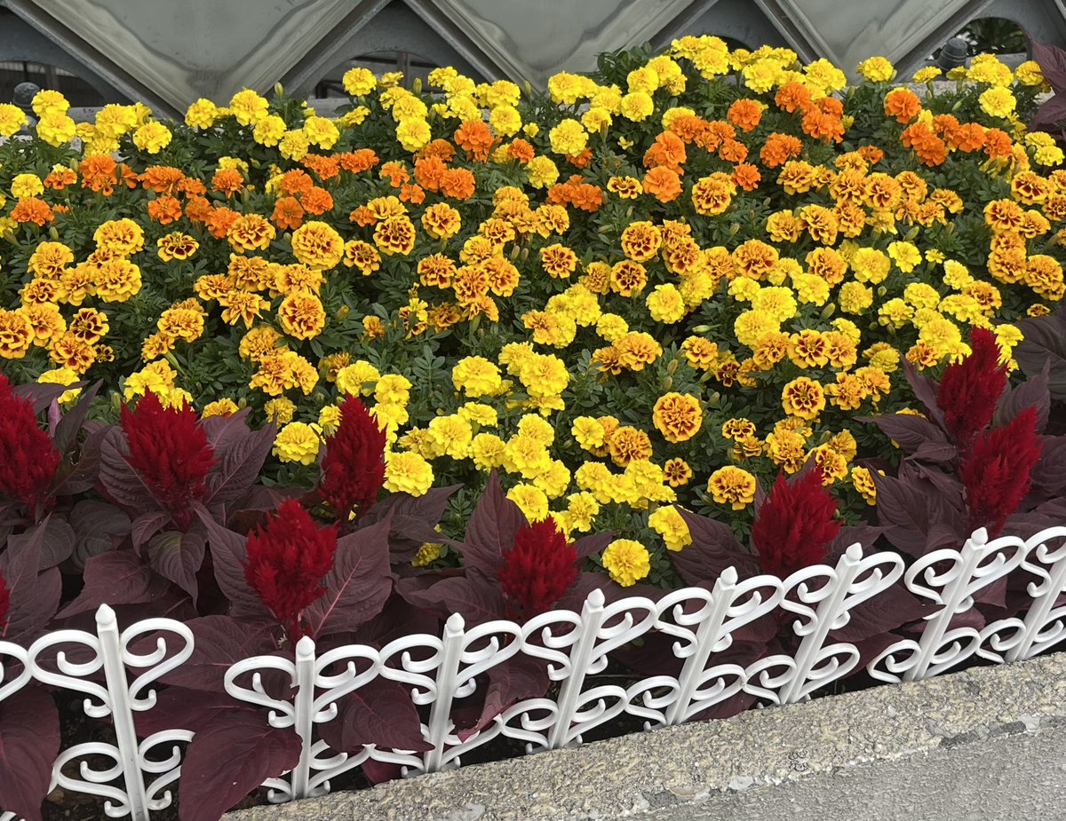 マリーゴールドも🌼(*'▽'*)