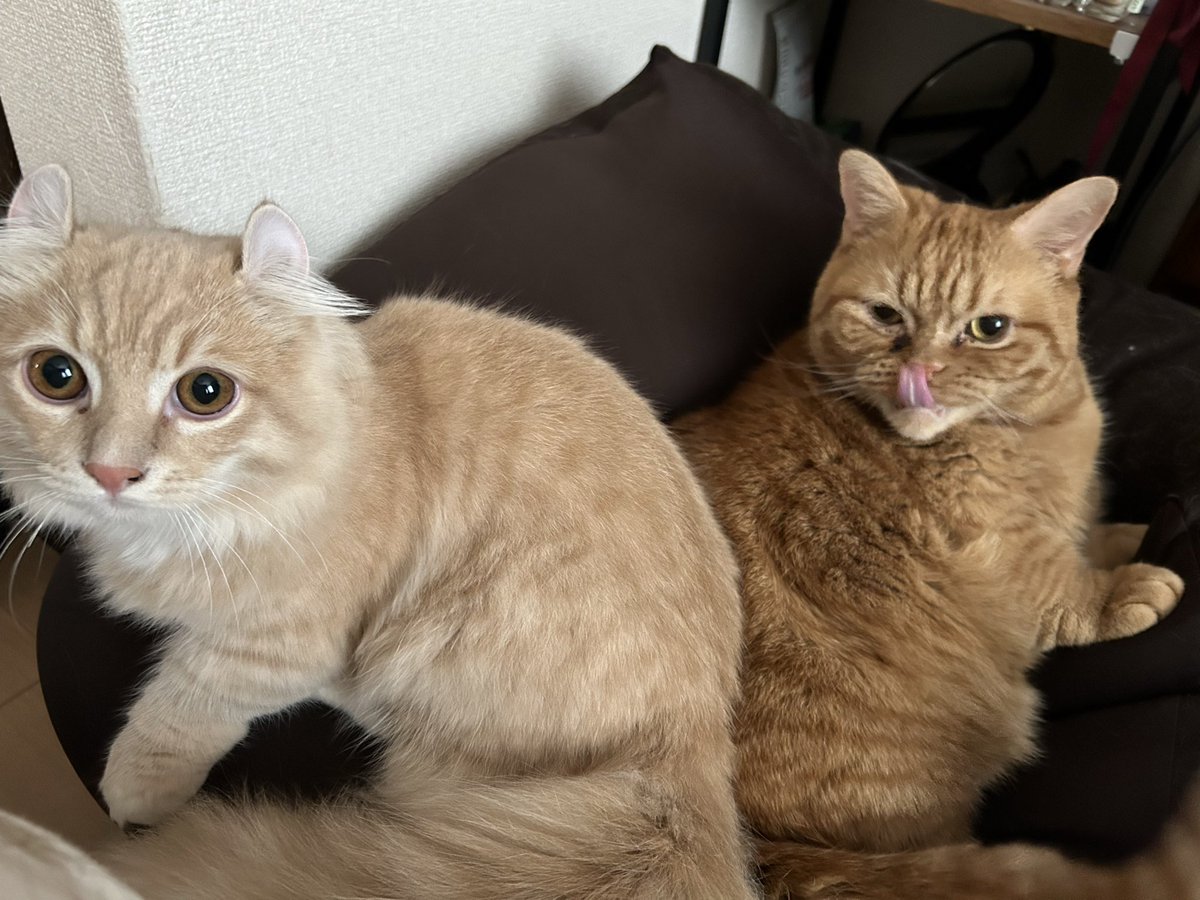 ミルクティーネコページ ミルクティー on X