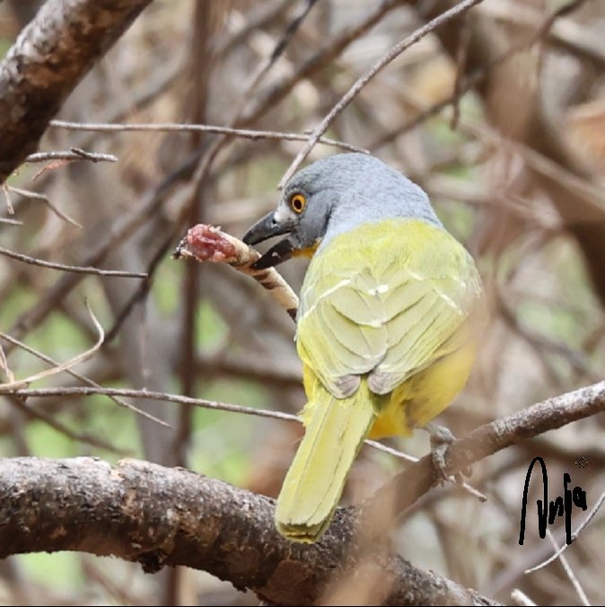 AnjaBSch's tweet photo. Someone had their tail (involuntarily I suspect) amputated. Our son commented: "Nice snack" "And sustainable too!" 🤣 #Greyheaded #Bush #Shrike.
#photography #nature #outdoors #garden #goedemorgen #birdwatching #Francistown #Botswana #Africa #BirdsSeenIn2025 https://t.co/s5wF5Rb20F