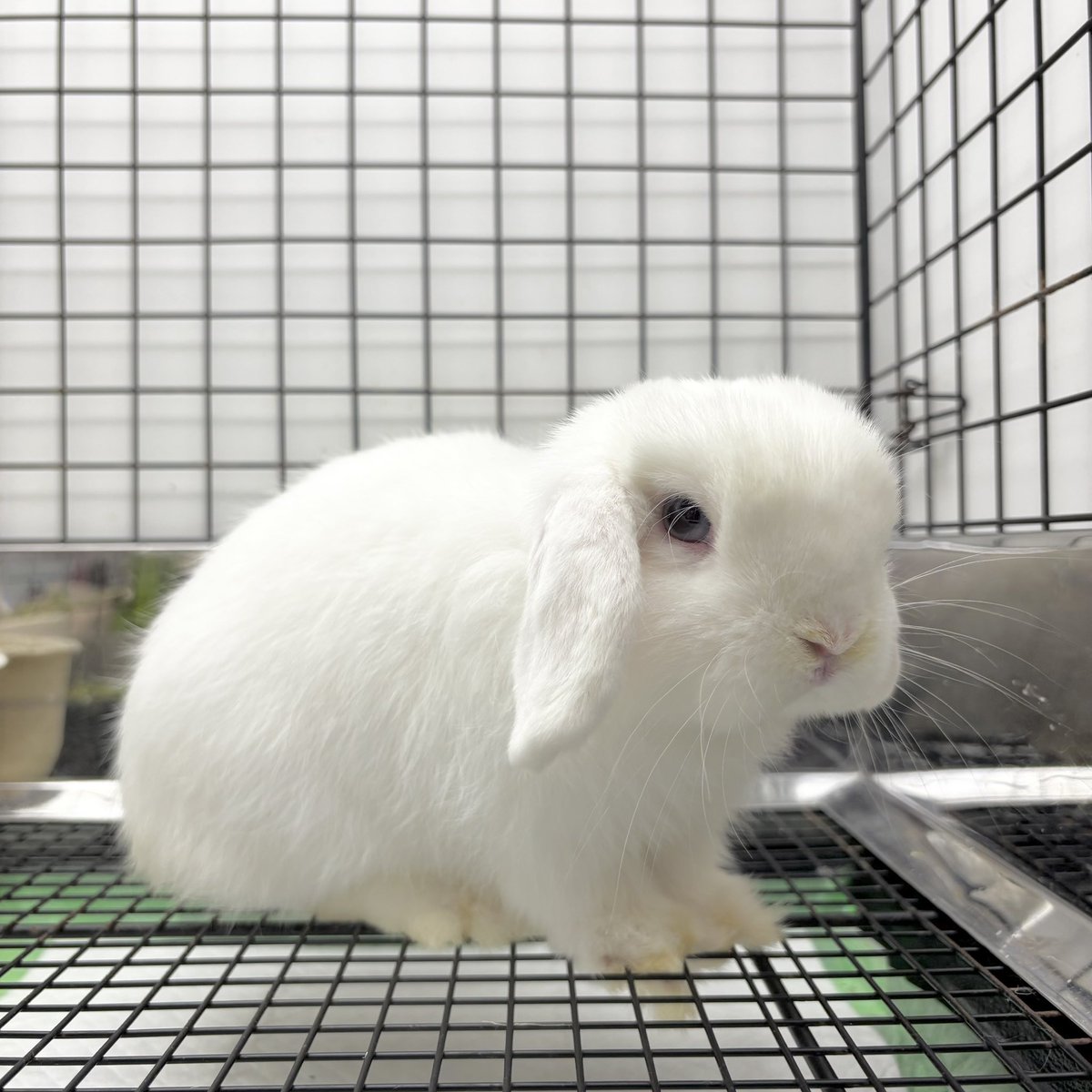 スワンキス ✫ Rabbit ヒール シューズ　うさぎ 靴 姫　ラパフェ Swankiss（靴/シューズ）のフリマアイテム一覧 スワンキス