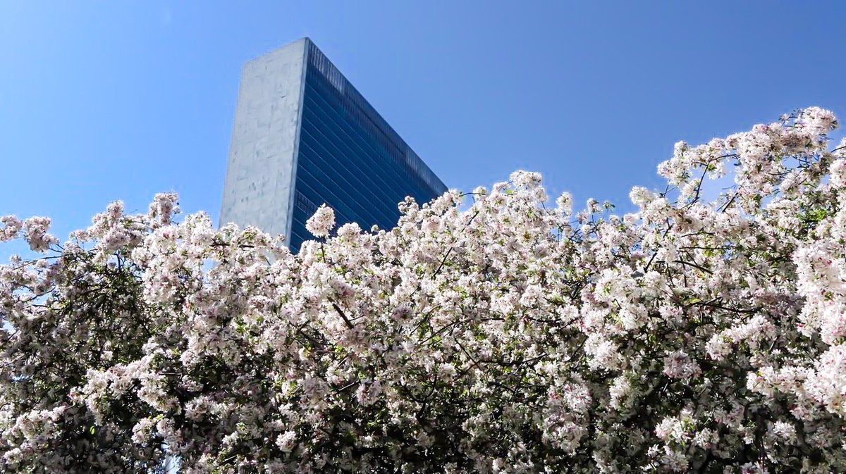 Shoko Noda tweet media