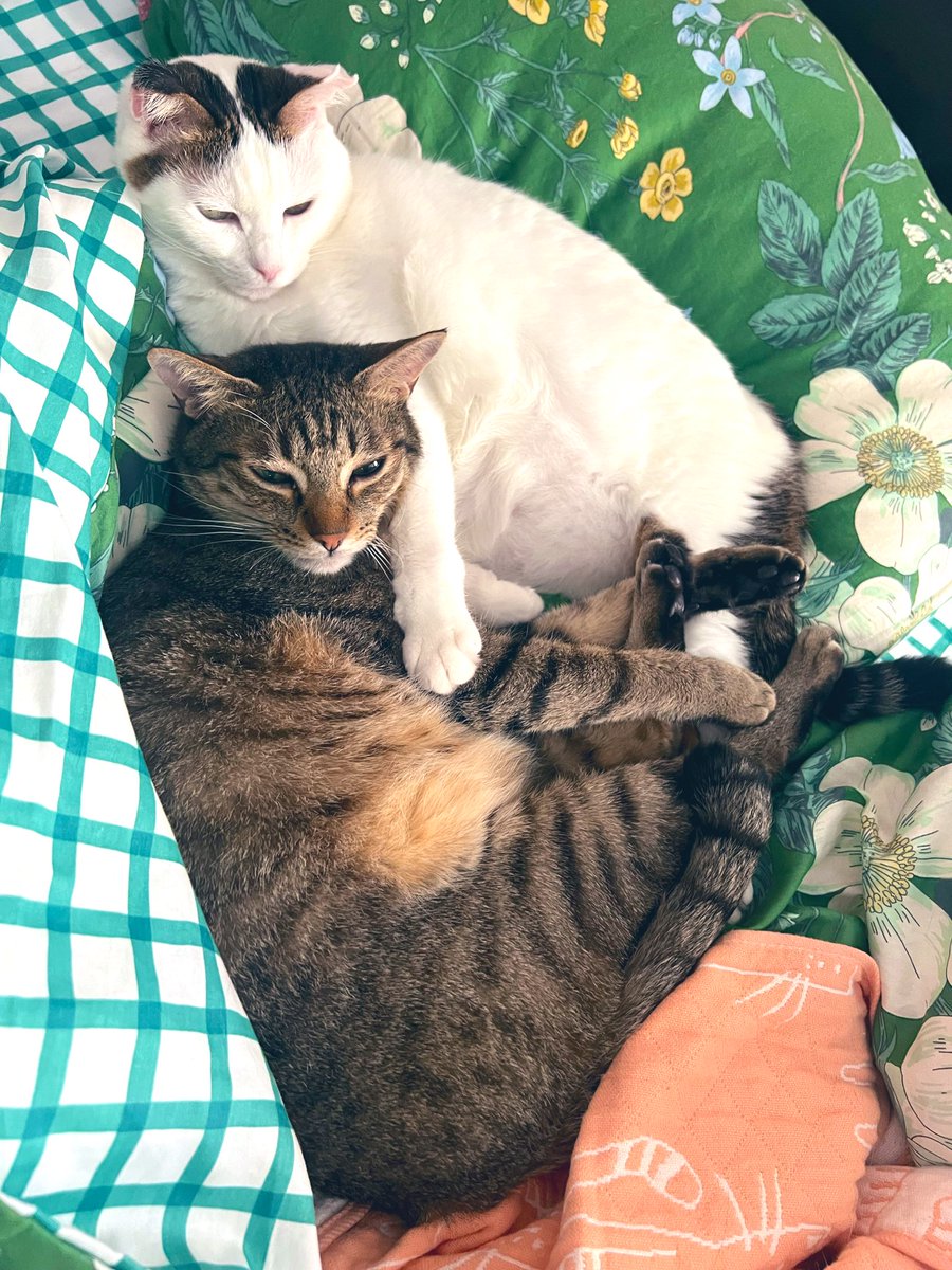 lemmikki様　オーダー分②③④⑤⑥⑦ みじりめしか。 on X