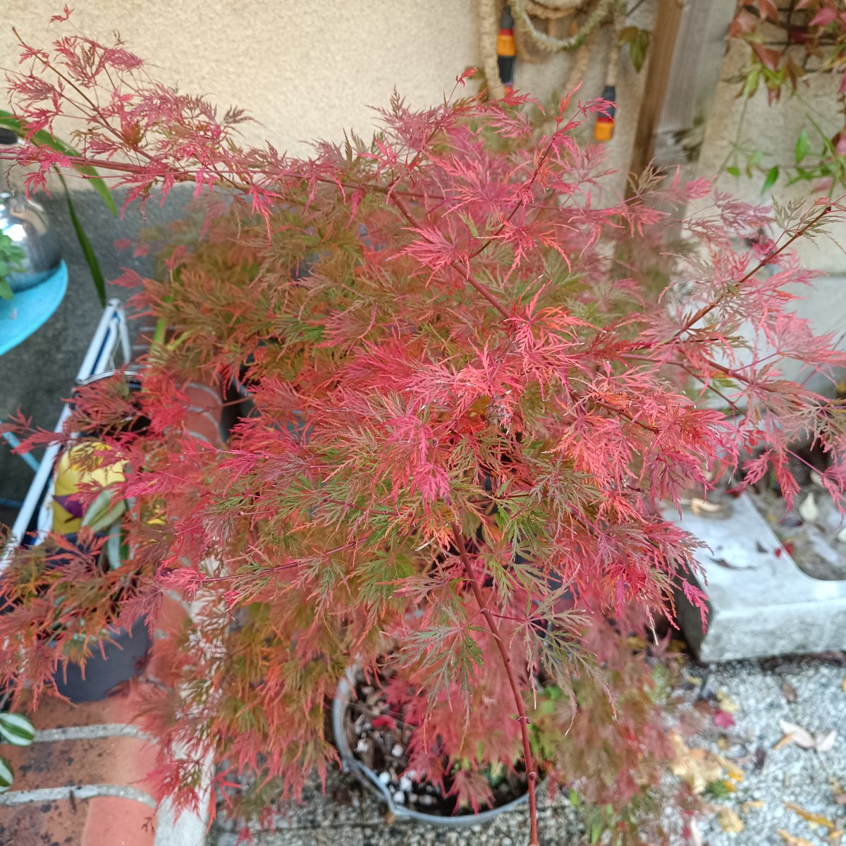 #untouraujardin l' automne est là, les oranges commencent à mûrir, je rentre les plantes gelives et je regarde sans cesse les érables qui rougissent et éclairent le jardin de leur belle couleur automnale 😍❤️