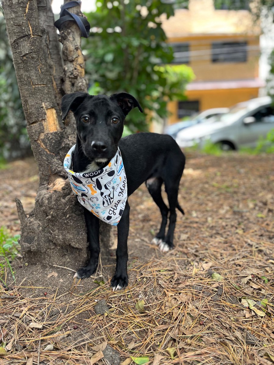HELA_MORE's tweet photo. Él es Lorencito y está en busca de un hogar.🏡 

Lorencito viajó desde Jalisco a CDMX con la esperanza de encontrar una familia.🥺

Ademas de ser abandonado,se nota que desde muy pequeñito sufrió maltrato,es muy miedoso al salir a la calle y con personas que conoce por primera vez.

Ayúdanos a encontrar el mejor hogar para Lorencito.🥹🙏🏽

Tiene 7 meses,es talla chica a mediana,se entrega con protocolo completo.
Estamos en CDMX.
