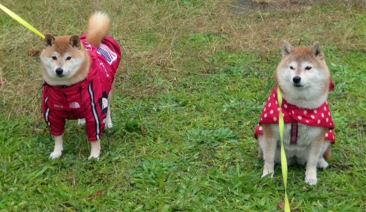 キュキュ（柴犬の九ちゃん） on X