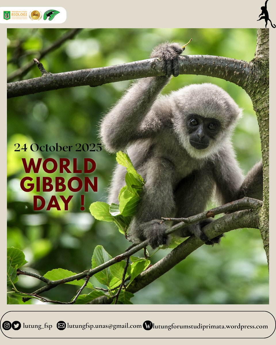Lutung_fsp's tweet photo. 🐒✨ World Gibbon Day 2025! ✨🐒

Setiap tanggal 24 Oktober, kitq memperingati Hari Owa Sedunia, Mari bersama menjaga hutan, rumah bagi para owa dan ribuan makhluk lainnya 🌿💚
⠀
#WorldGibbonDay #HariOwaSedunia #LutungFSP #PrimataIndonesia #SaveTheGibbons #ConservationAwareness https://t.co/QKqPH1SGoL