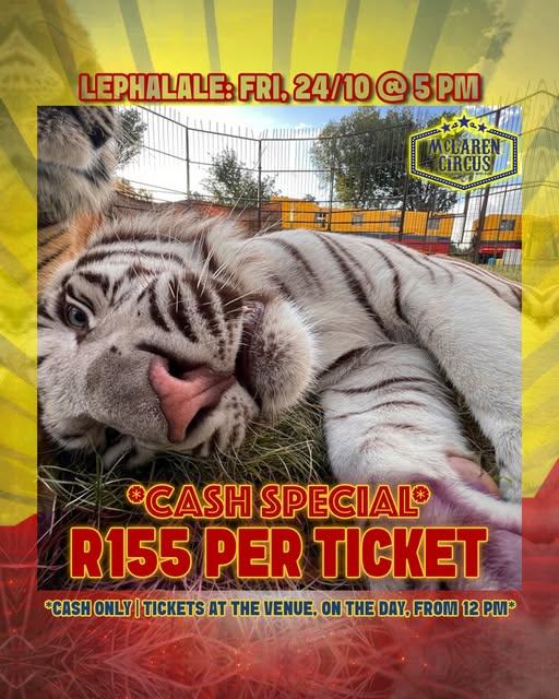 mclarenscircus's tweet image. #McLarenCircus Spectacular Show Times in #Lephalale Today are at 5pm &amp;amp; 7:30pm 🎪😂🦁🐯🐴🐩🎩🤡😅🥳😍
#Ellisras Coming Soon to #Thabazimbi &amp;amp; #BelaBela #Limpopo
Anele Tembe Binance Dave DisChemBetterRewards #MadlangaCommission #LoveCircus
Buy Tickets Online: mclarencircus.co.za