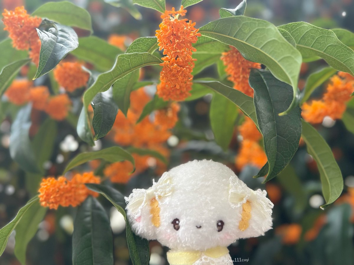 ❤️✴︎miiyuu✴︎❤️ Nightcore」 DFHMPU - Ari Abdul ♡ (Lyrics) - YouTube