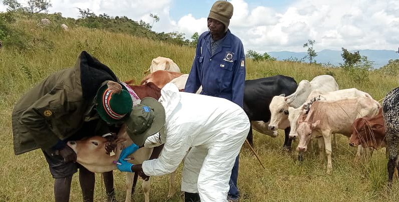 FAOUganda's tweet photo. Livelihoods in #Karamoja are anchored on livestock production 🐄

Together with @MAAIF_Uganda, we're investigating #FMD outbreak &amp; sensitizing farmers on control strategies in #Kaabong. 

Initiative supported by @EU_Partnerships funded #PLACE program. https://t.co/rtg9Gkwlq7