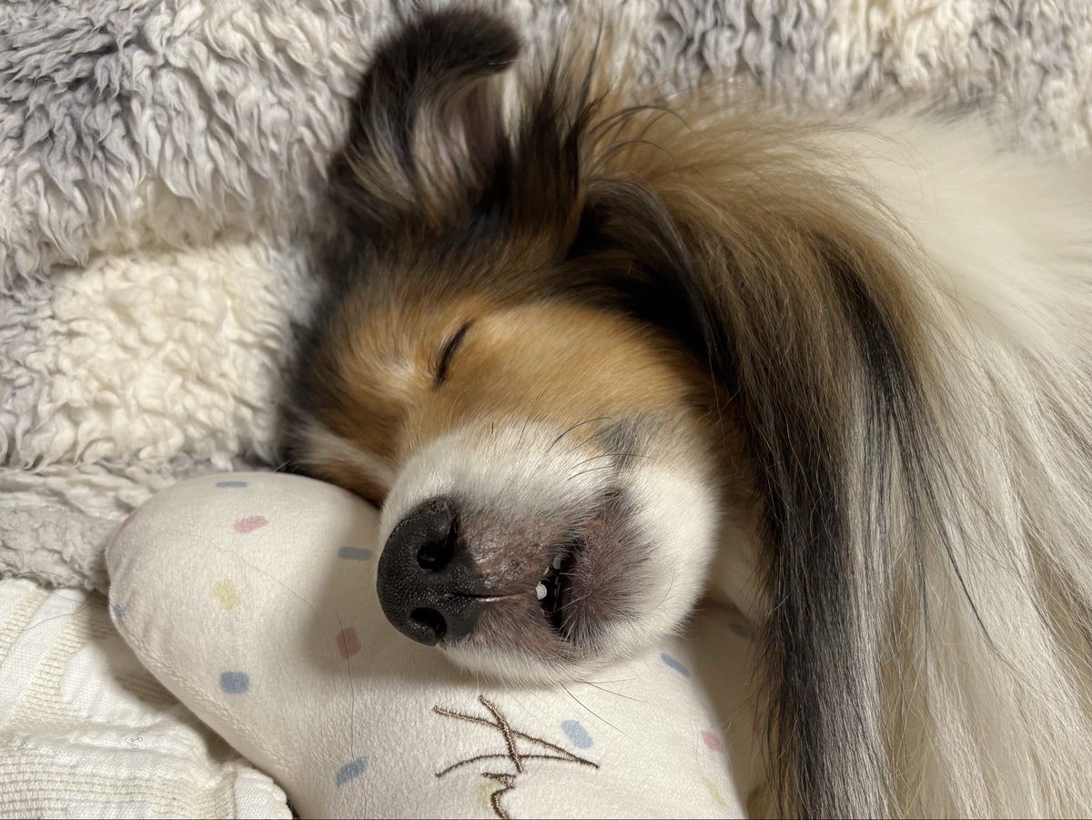 昨夜撮った気持ちよさそうに寝てるムサシ