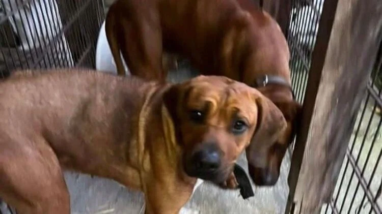 Petition: Rettet die Ridgebacks in Tönchow
Wir fordern die zuständigen Behörden und die örtlichen Tierheime in Mecklenburg-Vorpommern auf, unverzüglich Maßnahmen zu ergreifen, um diesen Hunden ein sicheres und liebevolles Umfeld zu gewährleisten. Die Hunde sollten von Experten