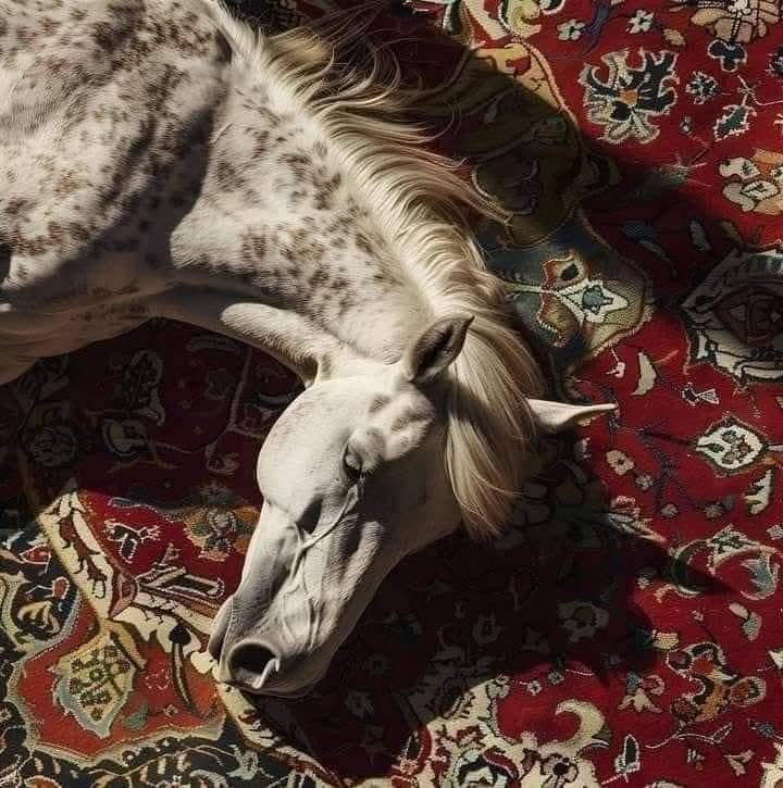 كالخيلِ يمنعُنا الشُّمُوخُ شِكايةً
 وتئِنُّ من خلفِ الضلوعِ جـروحُ!