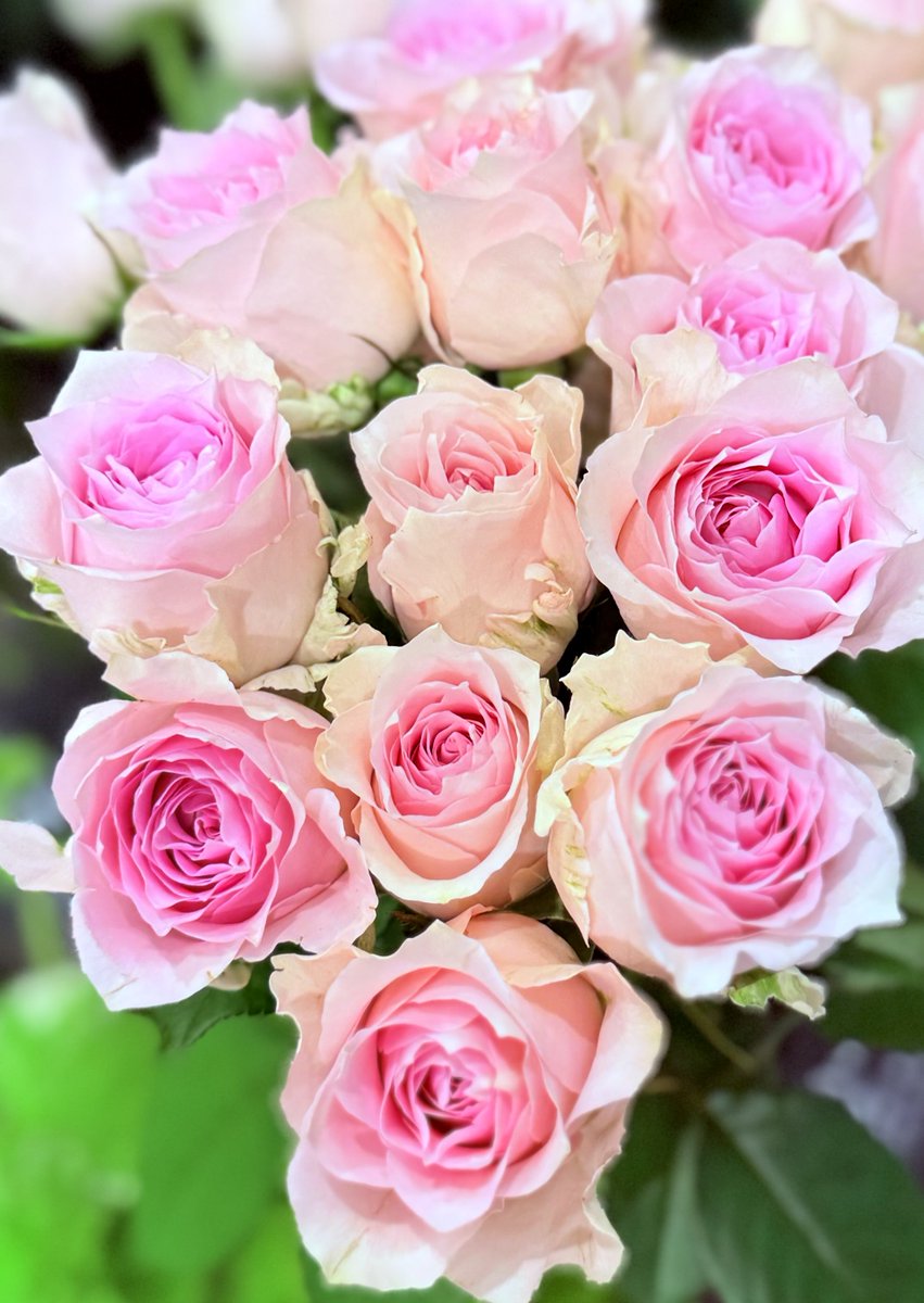 花y…ページ•*¨*•.¸♬︎ SHO（セクシーいけだ） on X