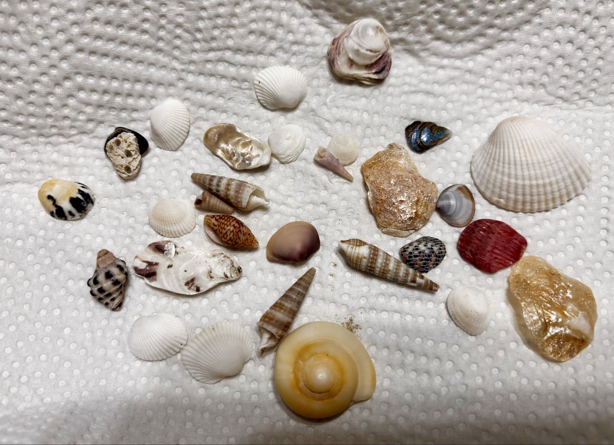 ２２　丸くてきれい　約２００個　ミックス貝細工　大きめです　 アンティーク・コラム | フランスアンティーク「aje antiques」