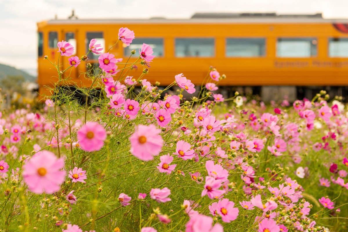 秋ですね

#伊予灘ものがたり
#予讃線