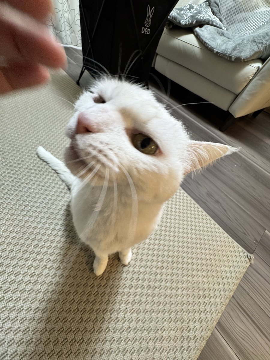 HAKU様確認用 haku (@xx_haku) / Posts / X