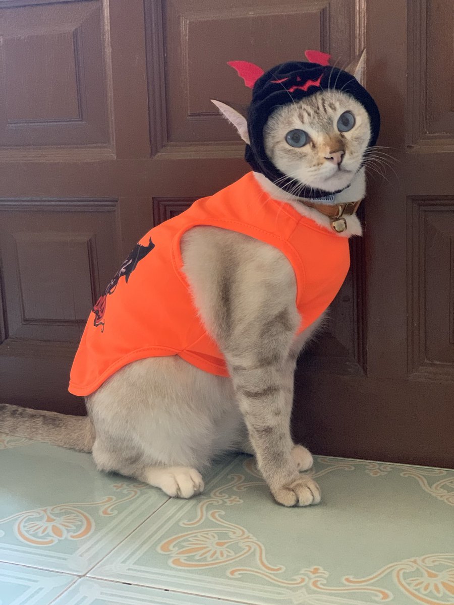 น่ากลัวละเกิ๊น ปีศาจแมว