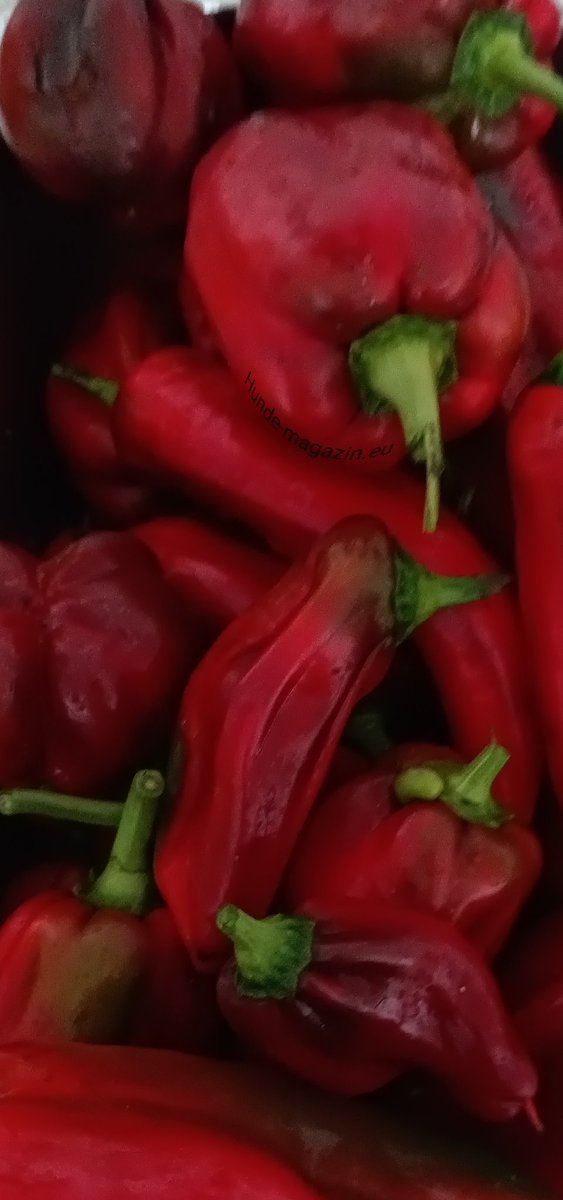 Wirklich Bio aus meinem Garten. Die Formen etwas anders und kleiner aber so lecker.