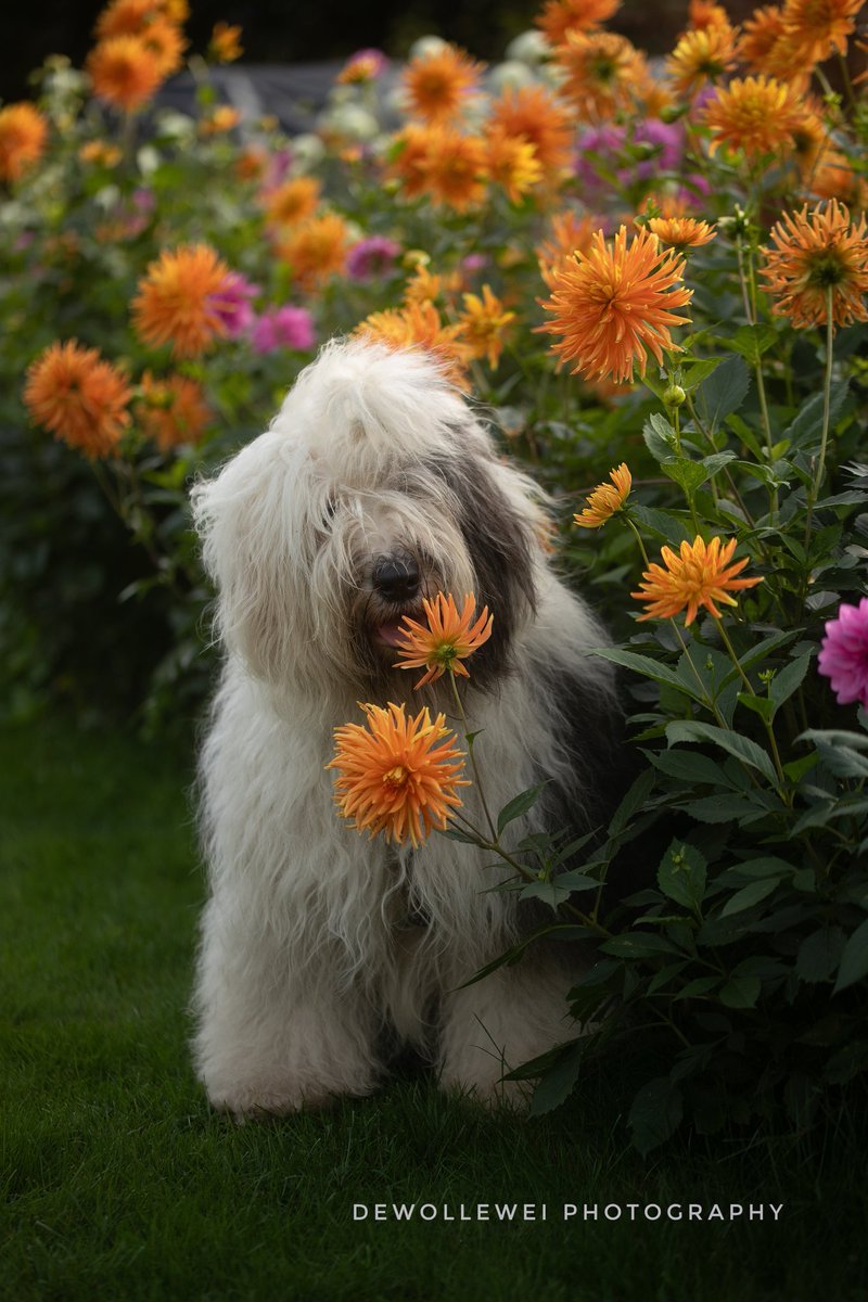 dewollewei's tweet image. Summer between the dahlia&apos;s 
#oldenglishsheepdog 
#oes
#bobtail