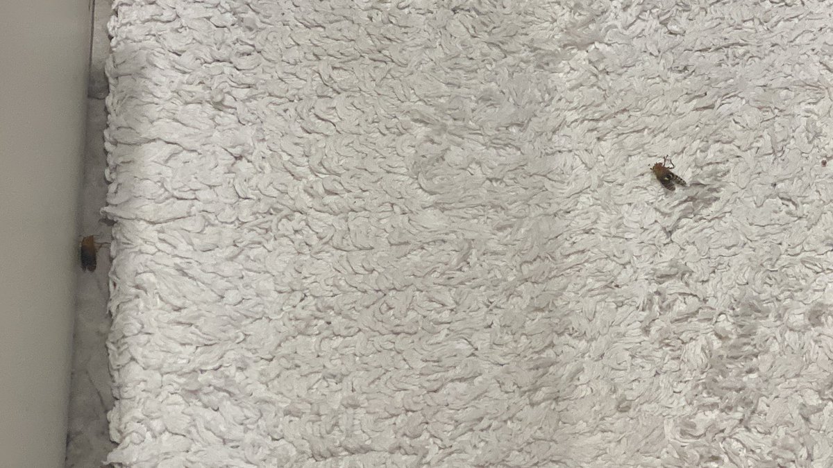 itzlemonbee's tweet image. lemonBEE jokes aside can someone please catch all the flies I’m actually terrified 😭😭😭😭
