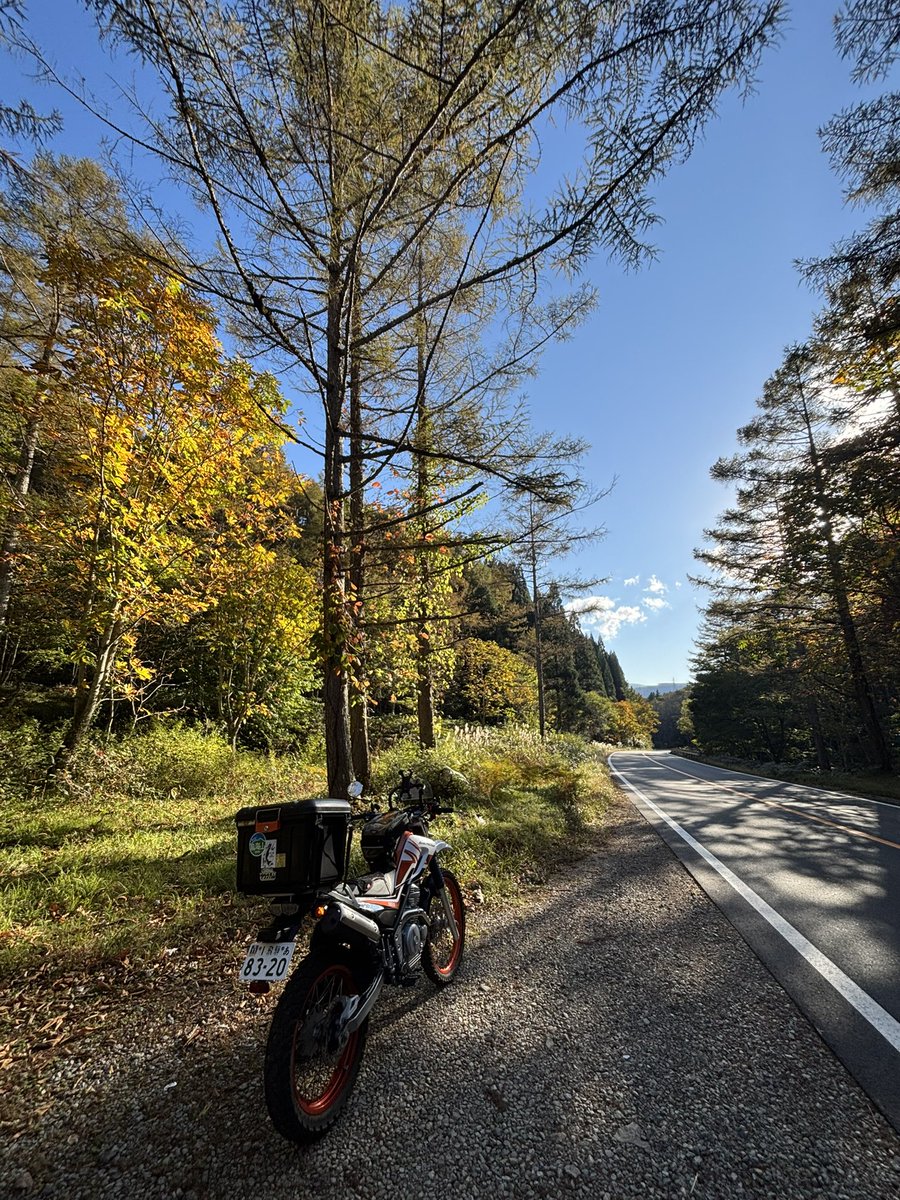 風情。。山採りアオダモ。 風情バツグン 山採りアオダモ新品、♥ WORLDCLASSFIREWORKS_COM