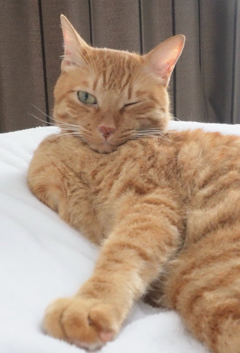 にゃんちゅうページ ニャンちゅう (@nyantyuubot) / Posts / X