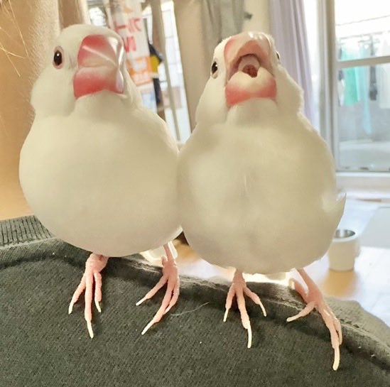 ピンクの鳥 ピンク色の可愛い子たち | 鳥の保護活動/TSUBASAみらくる日記