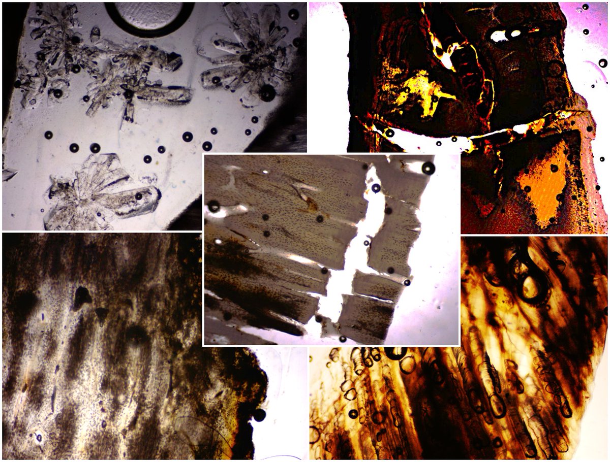Keele Forensics tweet media