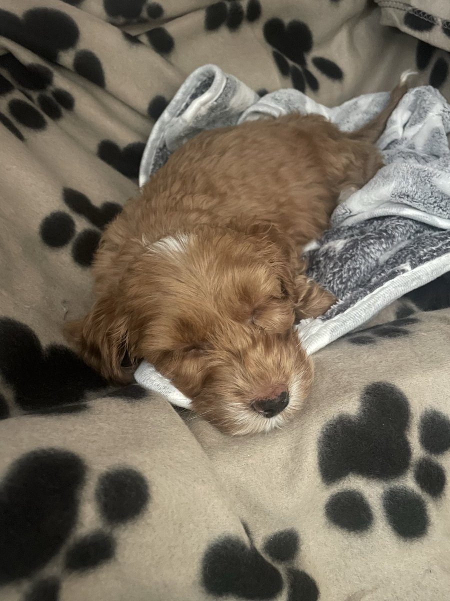 Steven Fletcher tweet media