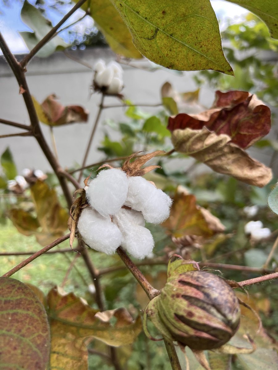 아파트 화단에 핀 목화-