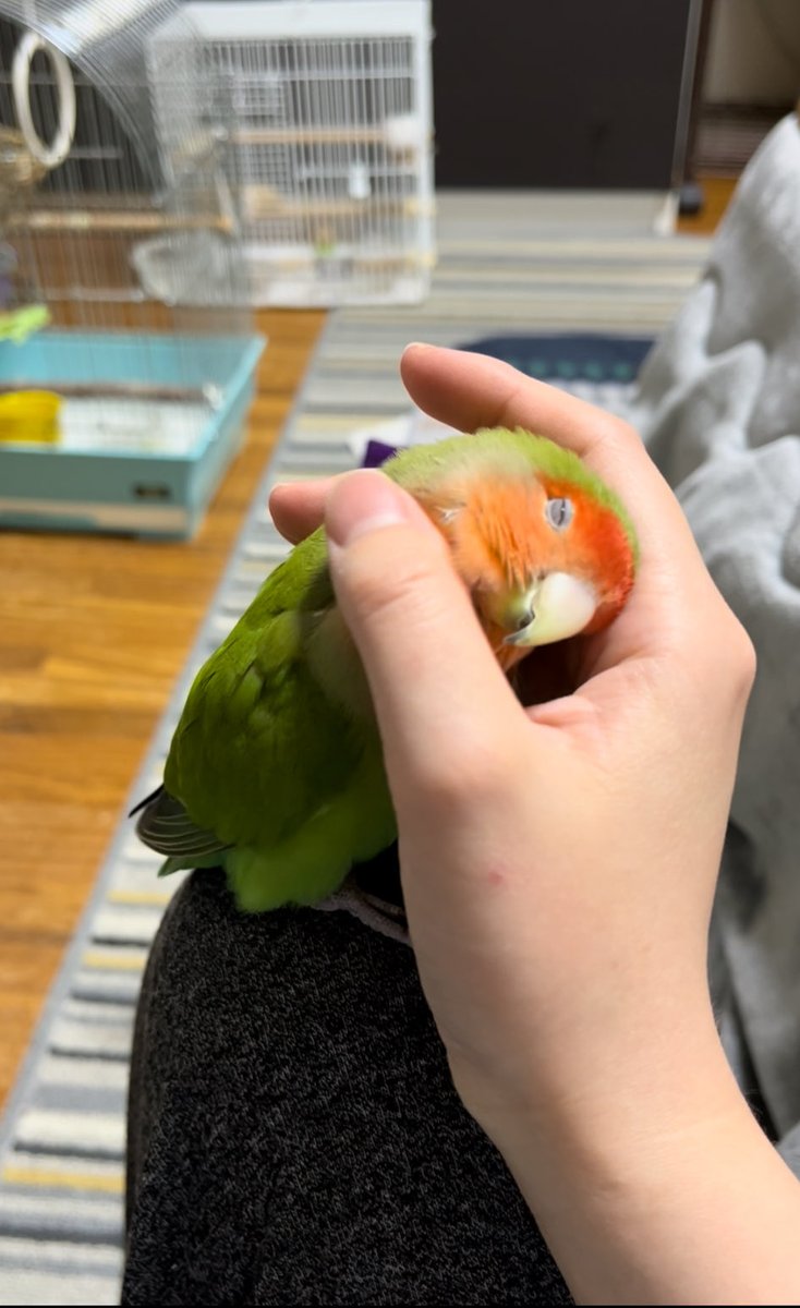 鳥好きっ！ AZONE INTERNATIONAL::えっくす☆きゅーと::商品詳細