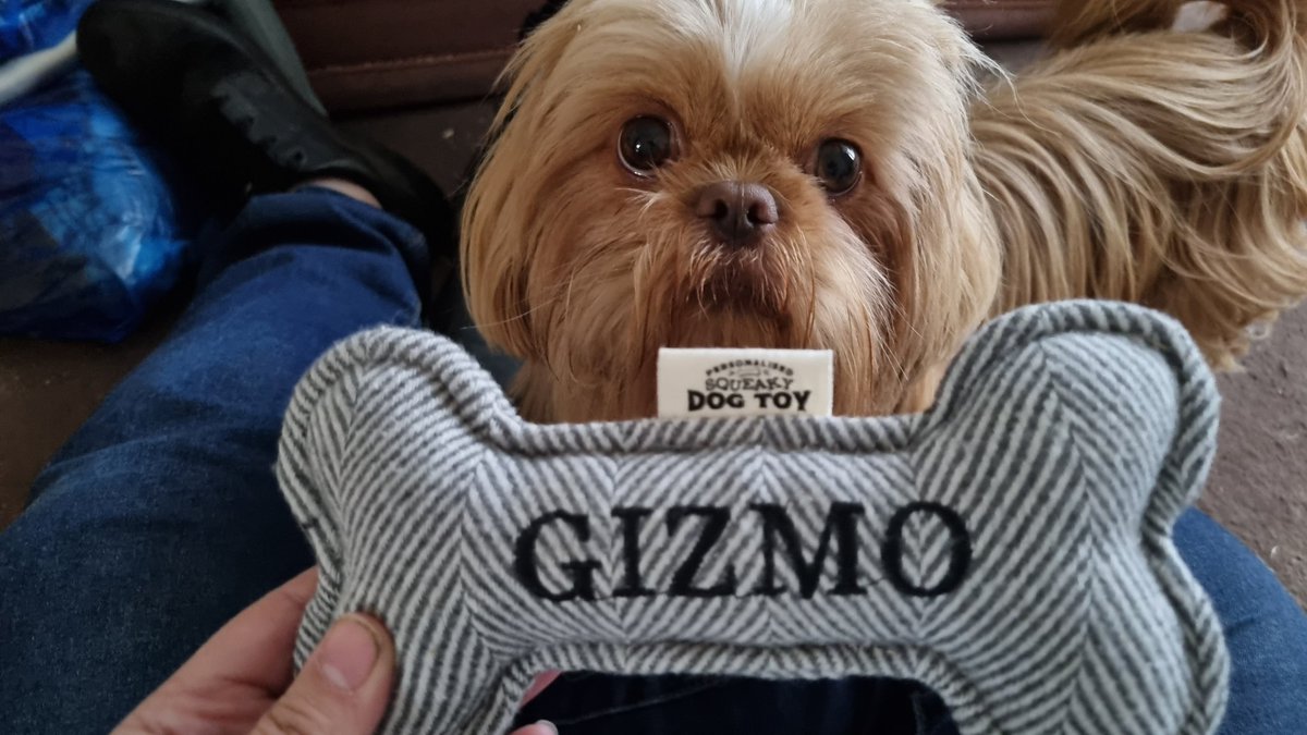 When Gizmos Auntie D gets him a new toy to take to our new home 💜