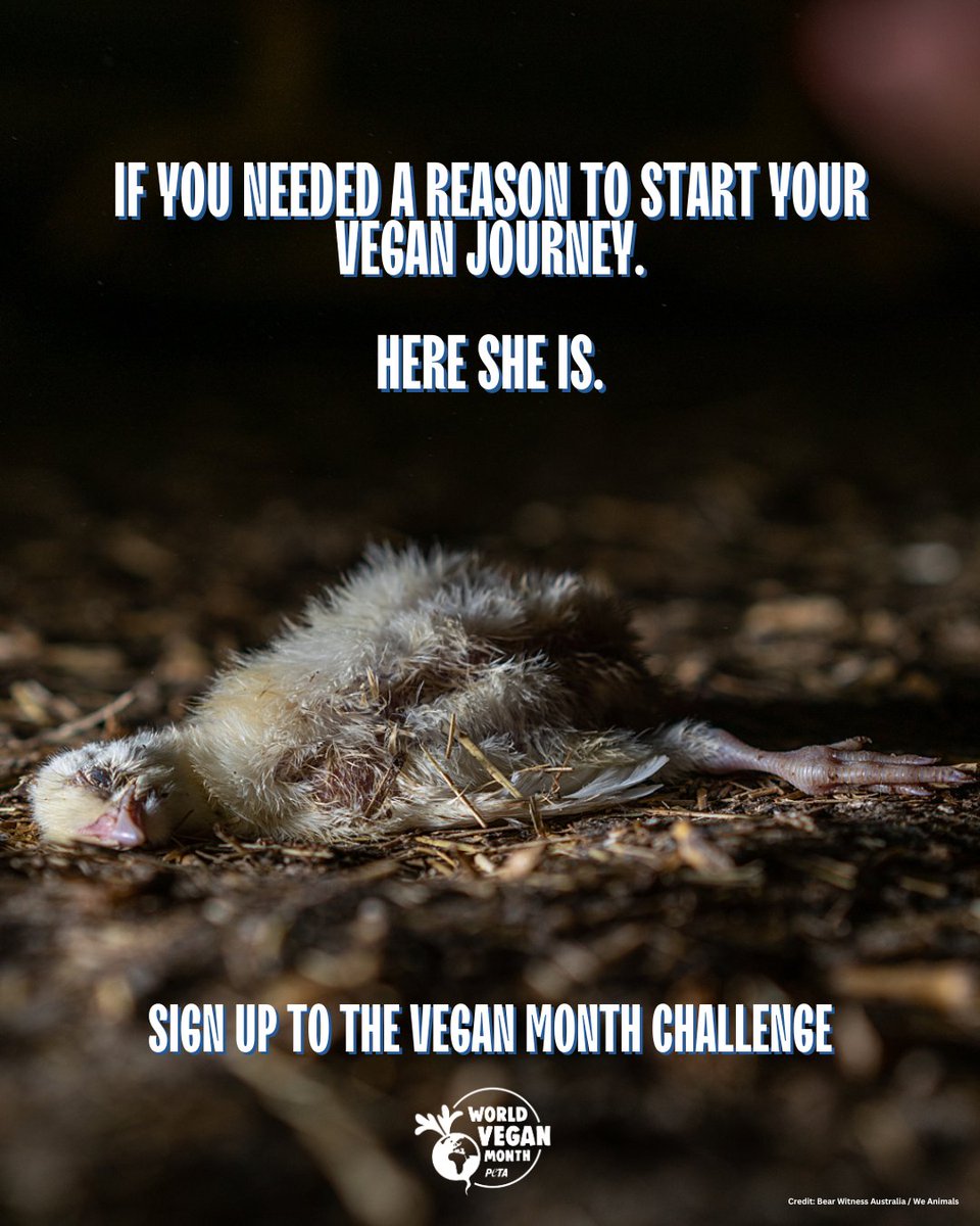 Every animal wants to live. 💔
This November, make a compassionate choice - go vegan.