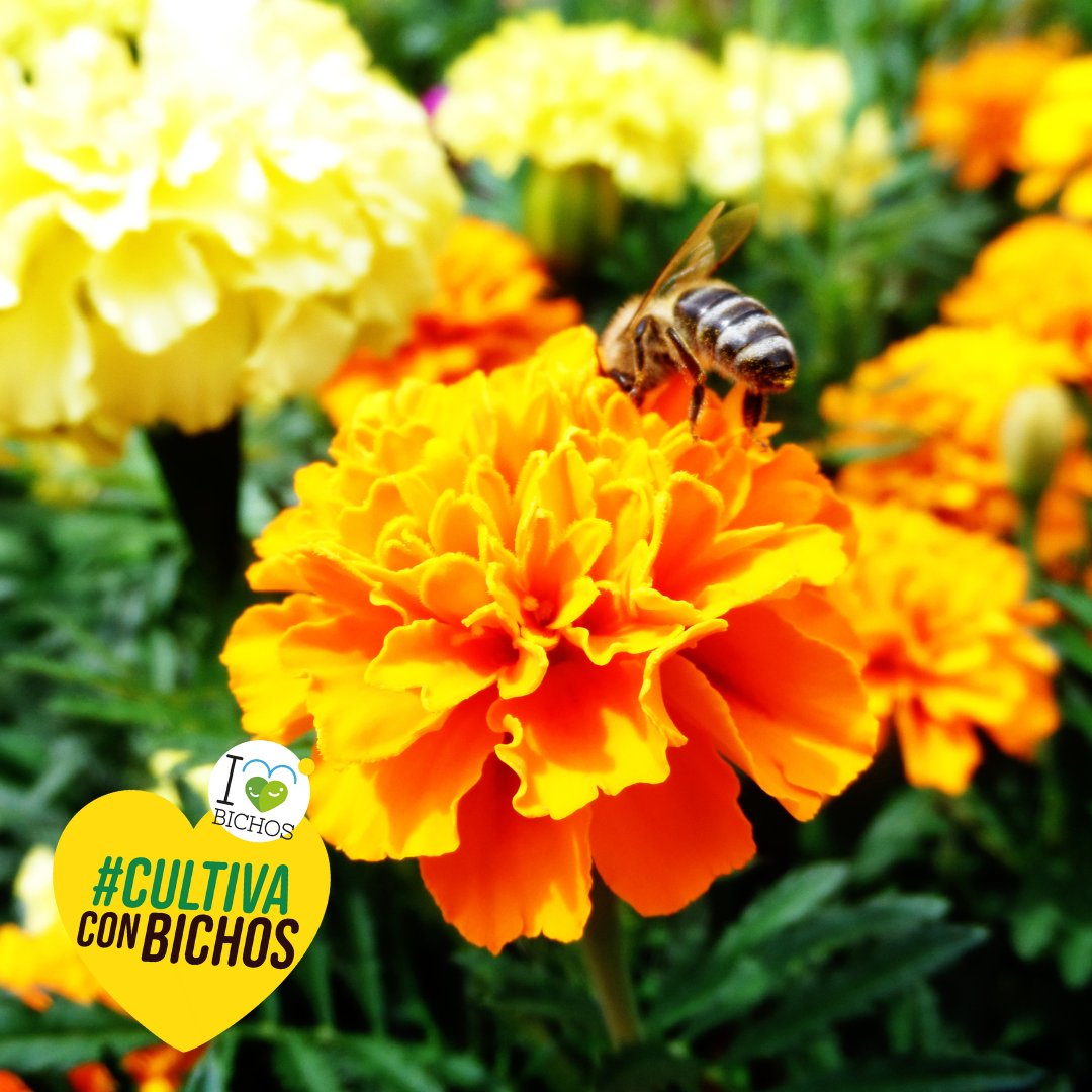 🌱💚 Las plantas también son aliadas en el control biológico
Hoy queremos recordaros la importancia de contar con diferentes tipos de plantas en el entorno de los cultivos, porque son una pieza clave en la lucha contra las plagas 🐞🦋🐝
#ILoveBichos #ControlBiológico