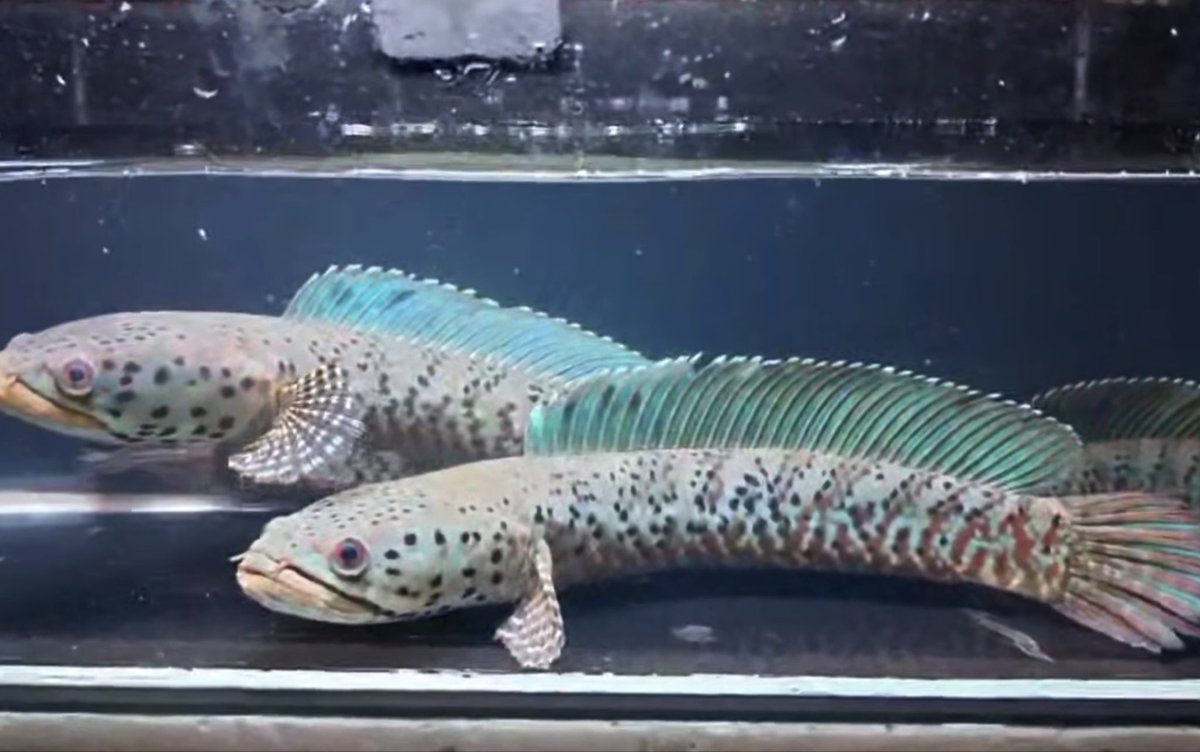 やけくそオリジナル on X