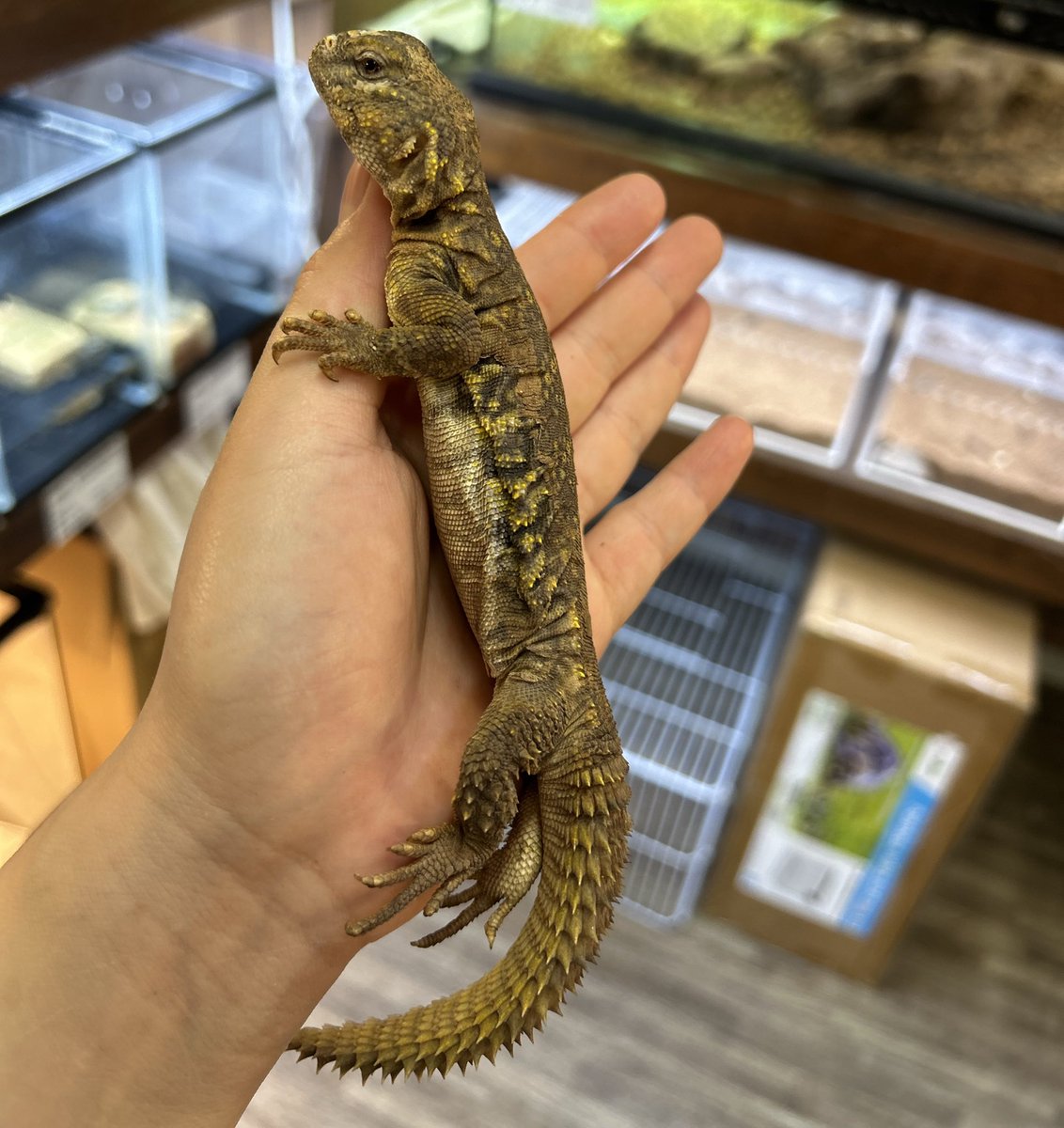 Mader's Reptile and Amphibian 獣医　エキゾチック 爬虫類/エキゾチックアニマル専門店 PROP on X