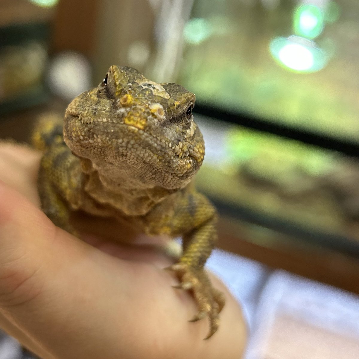 Mader's Reptile and Amphibian 獣医　エキゾチック 爬虫類/エキゾチックアニマル専門店 PROP on X